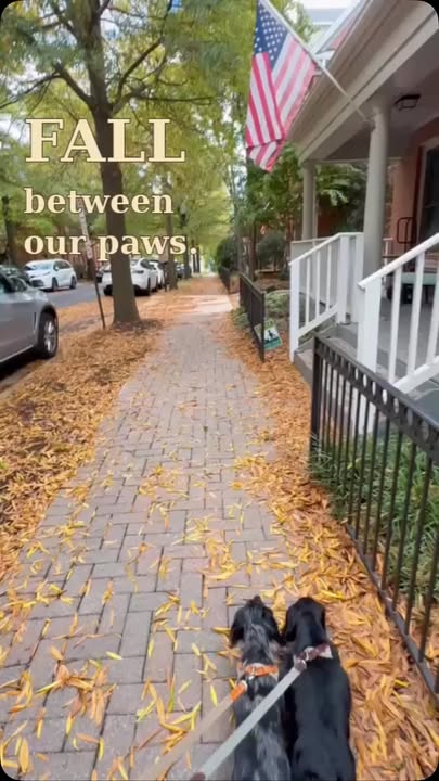Published cover of Luca and Mia’s Fall Between Our Paws reel